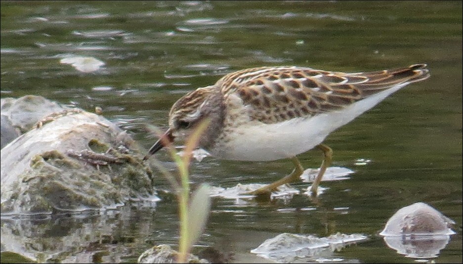 Least Sandpiper - ML40682581