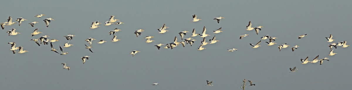 American White Pelican - ML40682611