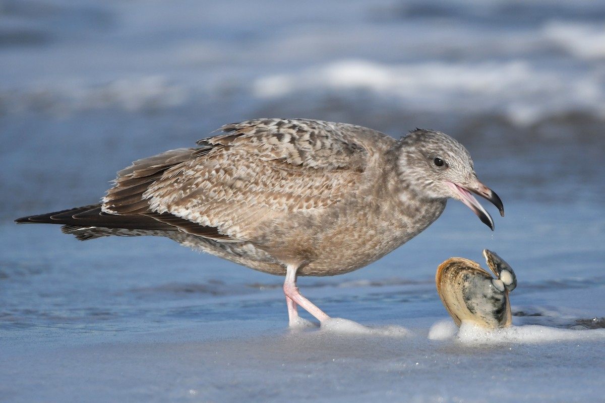 Herring Gull - ML406826351