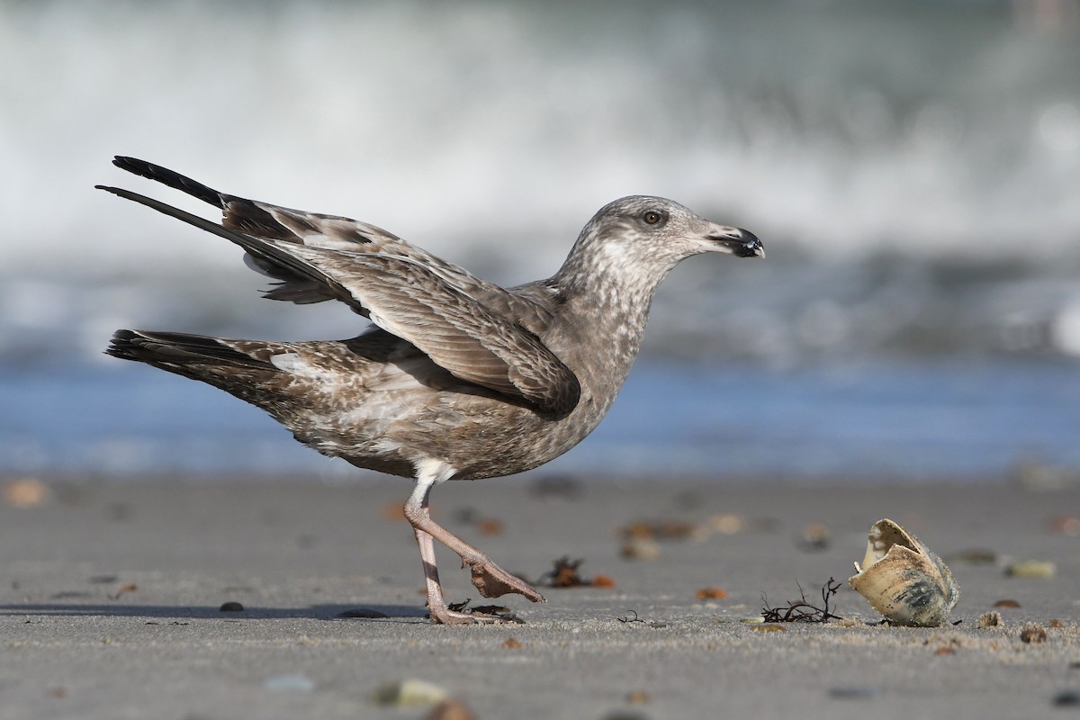 Herring Gull - ML406826871