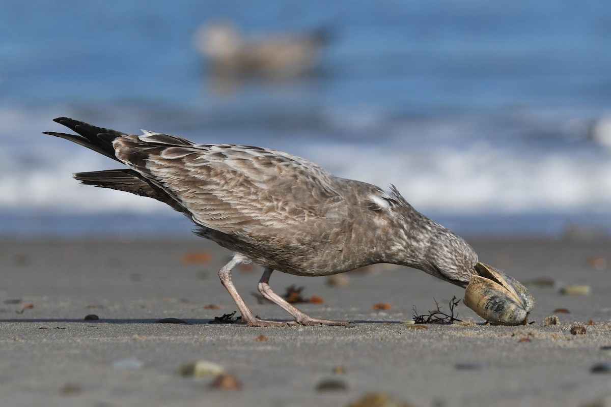 Herring Gull - ML406826881