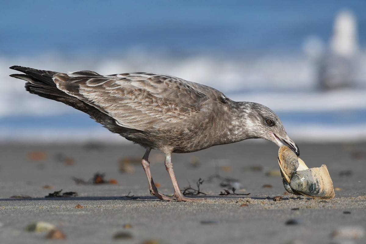 Herring Gull - ML406826891