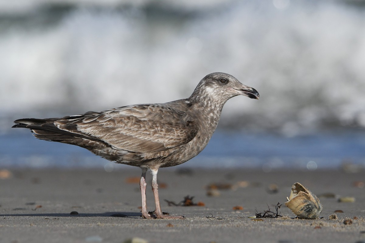 Herring Gull - ML406826901