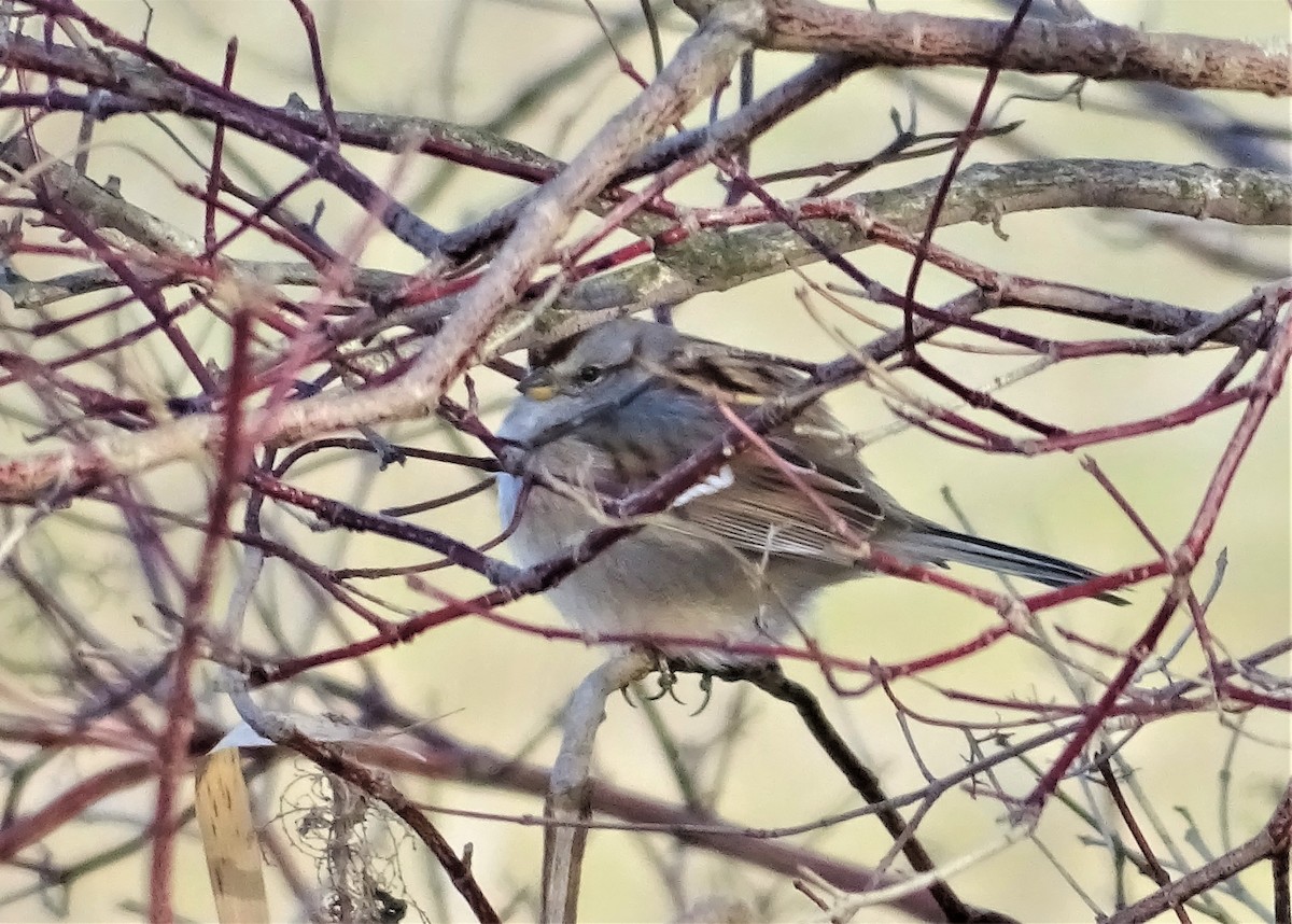 American Tree Sparrow - ML406827841