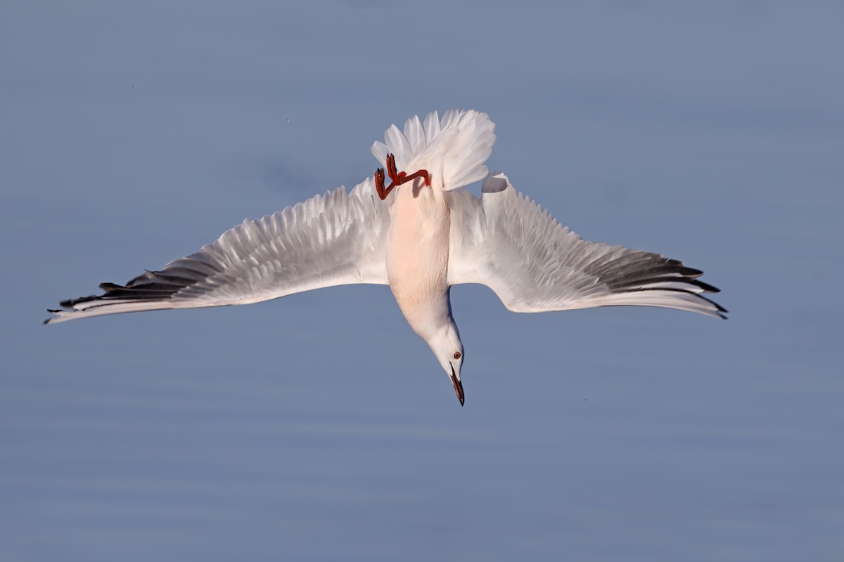 Slender-billed Gull - ML406830321