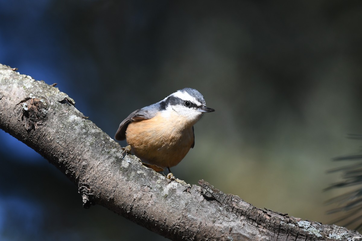 Red-breasted Nuthatch - Ted Bradford