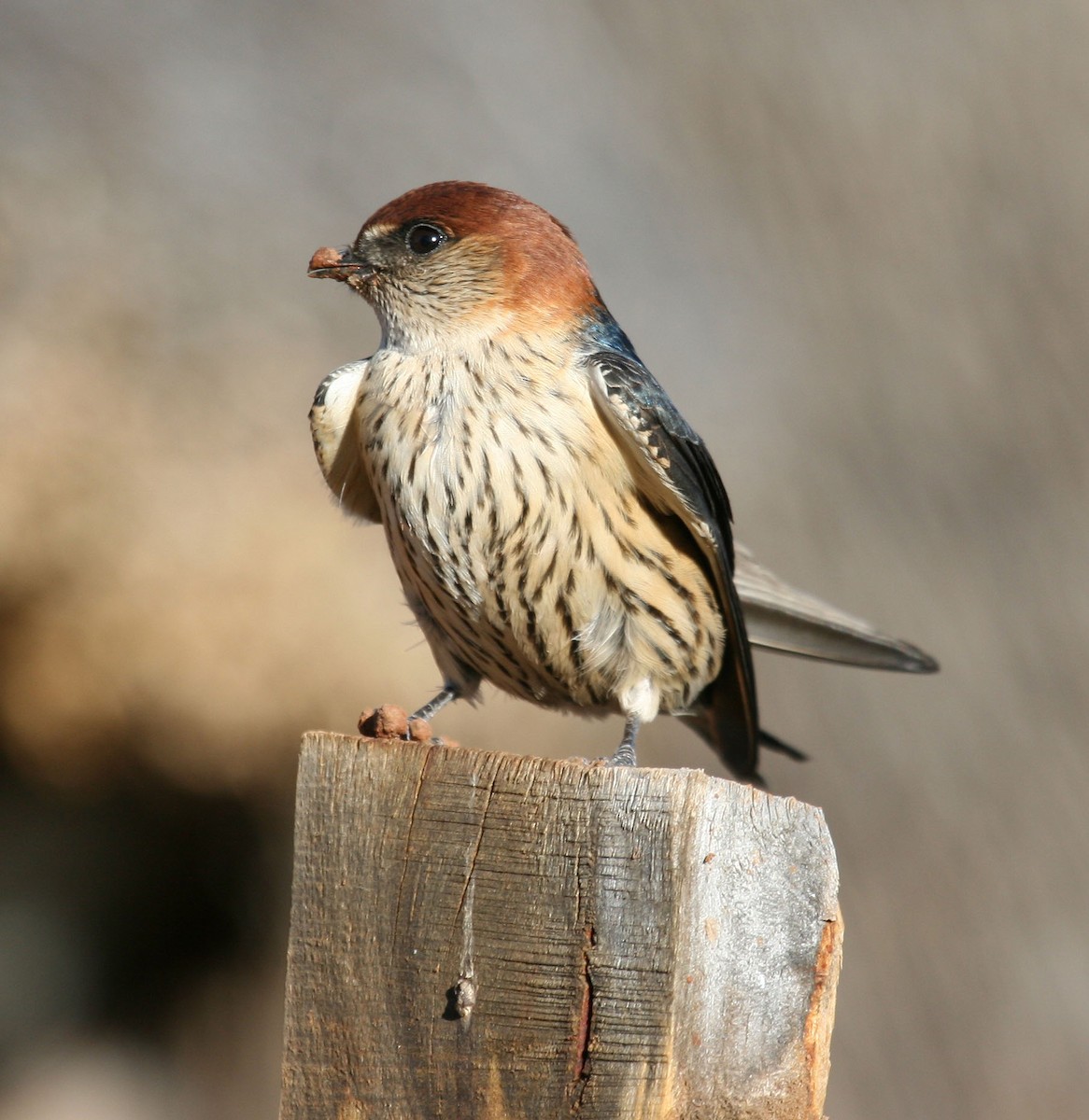 Greater Striped Swallow - ML40683161
