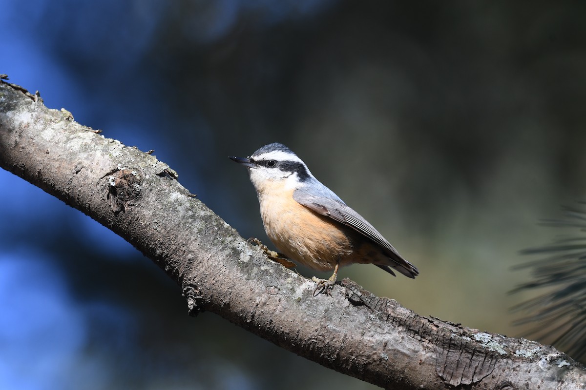 Red-breasted Nuthatch - ML406831631