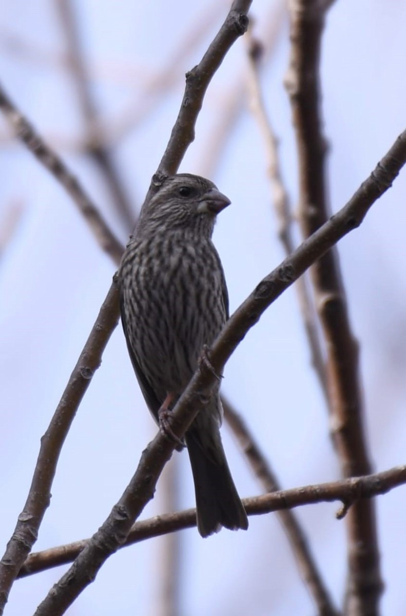 Blyth's Rosefinch - ML406832671