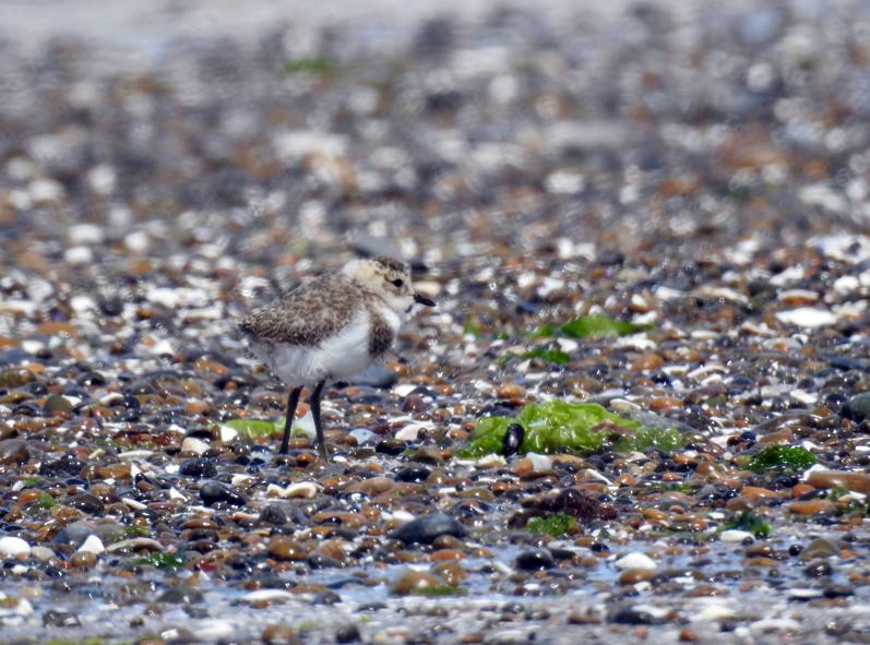 Two-banded Plover - ML406832751