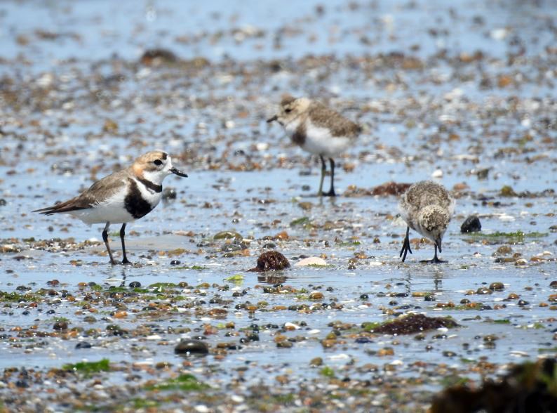 Two-banded Plover - ML406832761