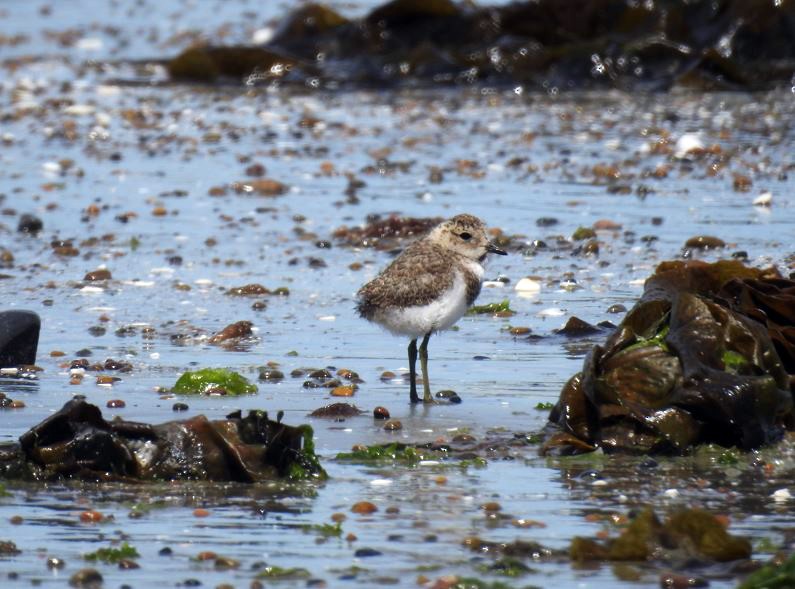 Two-banded Plover - ML406832801