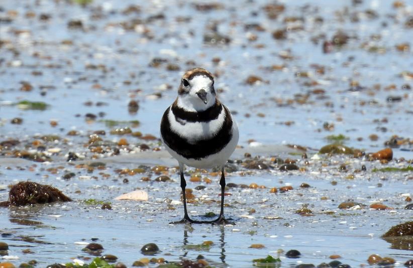 Two-banded Plover - ML406832811