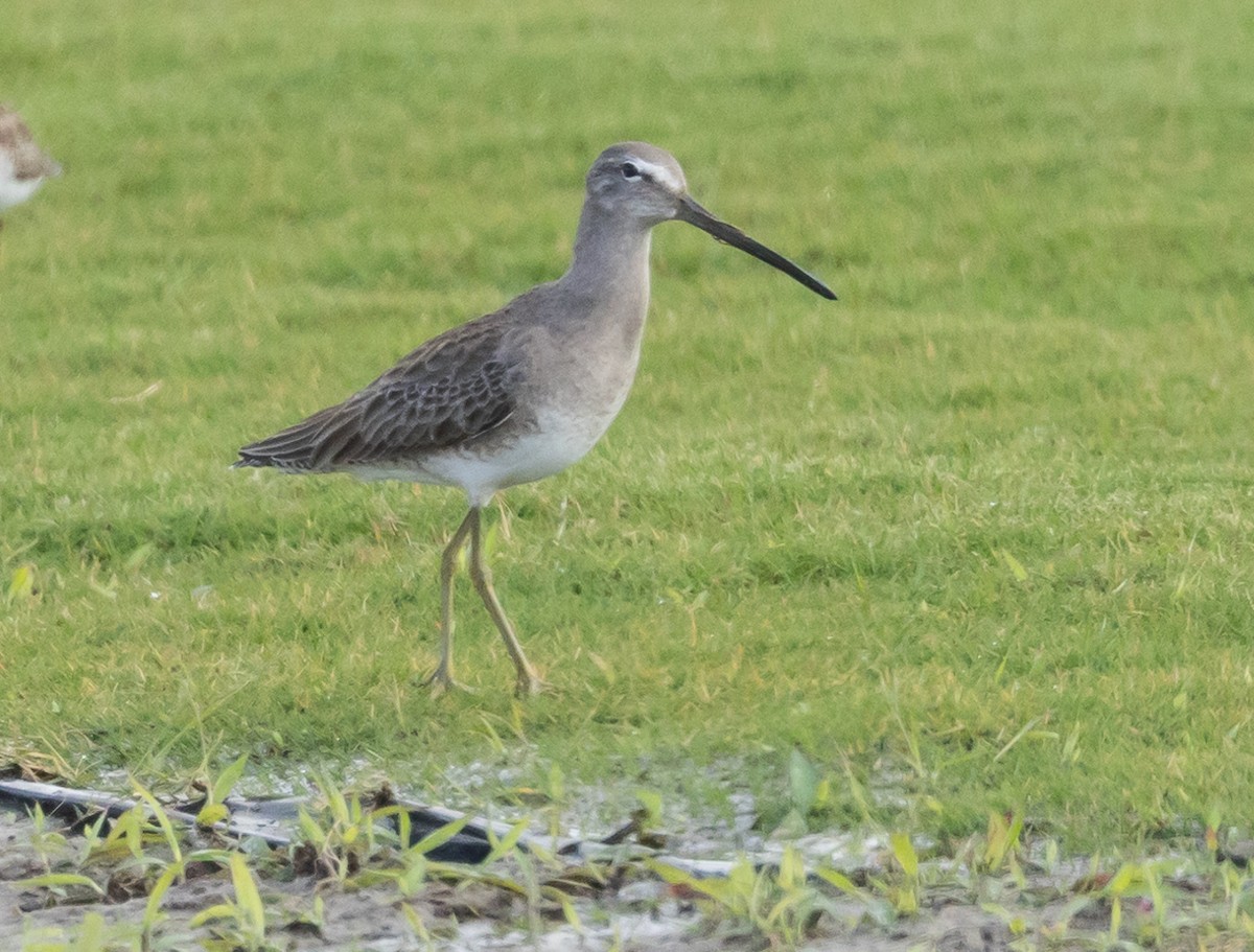 Long-billed Dowitcher - ML406833711