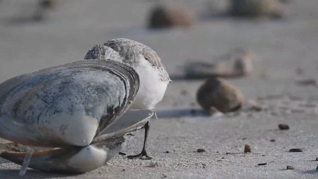 Bécasseau sanderling - ML406834391