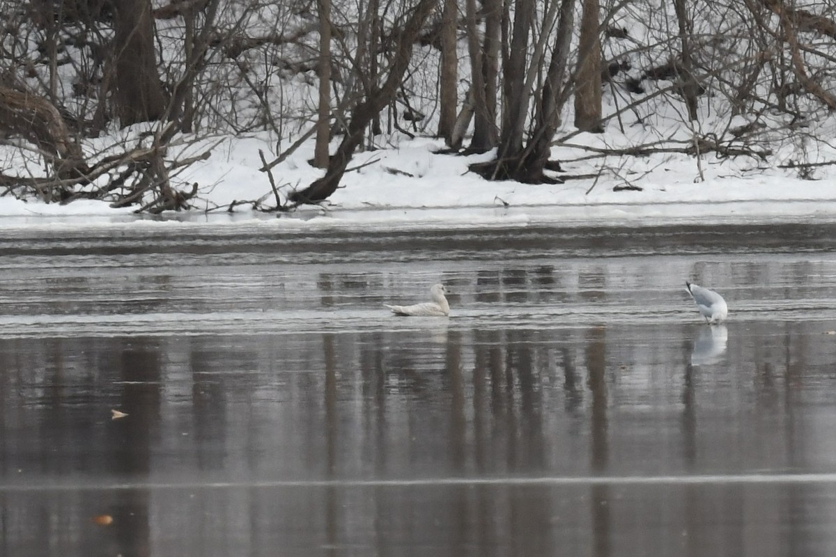 Iceland Gull - ML406835361