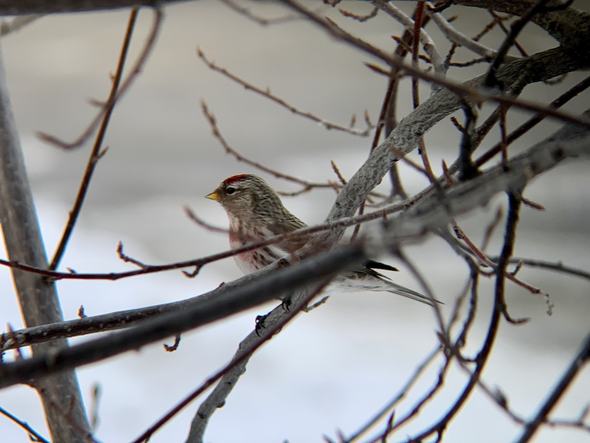 Common Redpoll - ML406836461