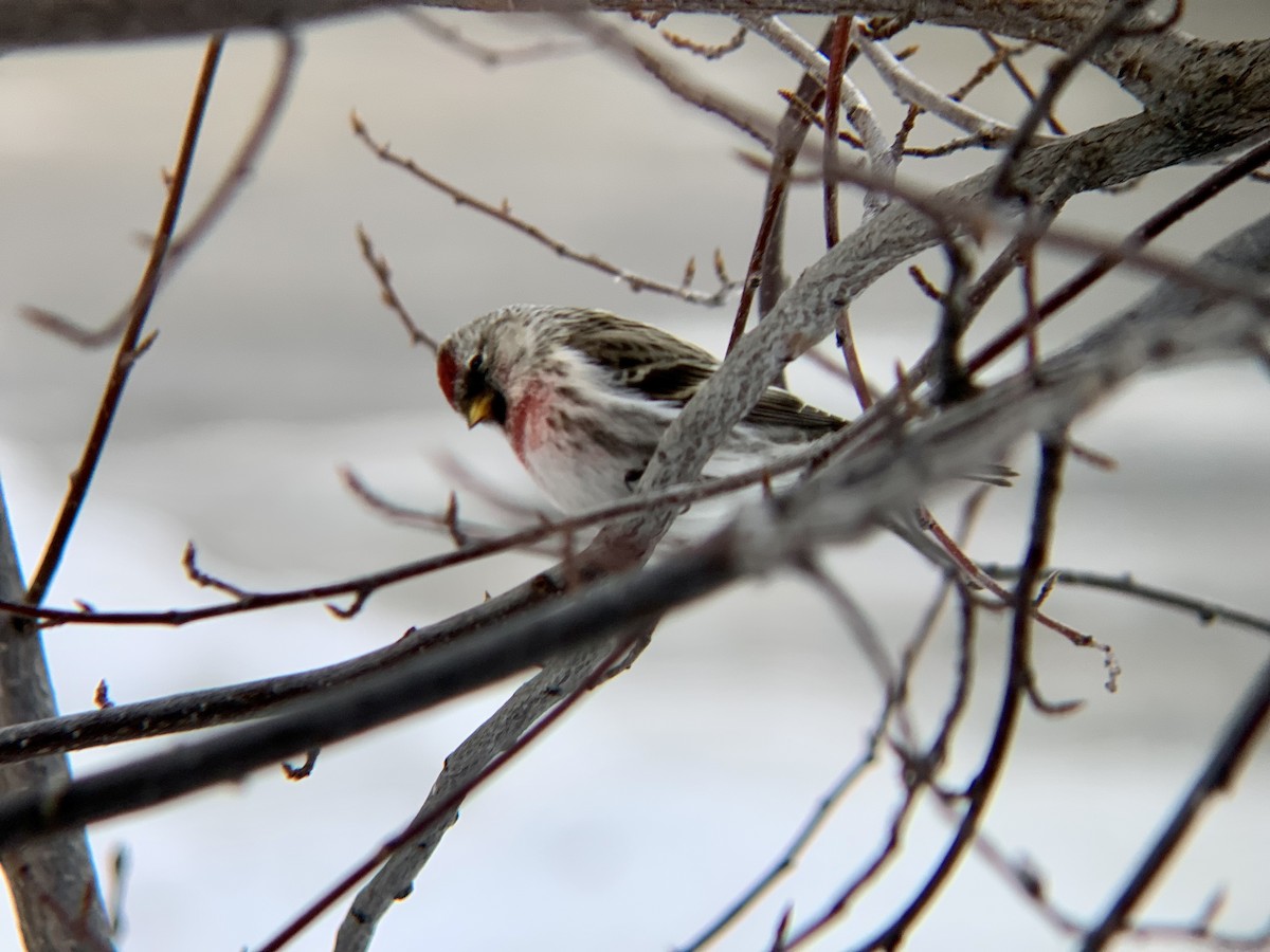 Common Redpoll - ML406836471