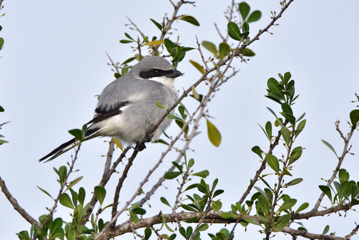 Loggerhead Shrike - Dean Hester