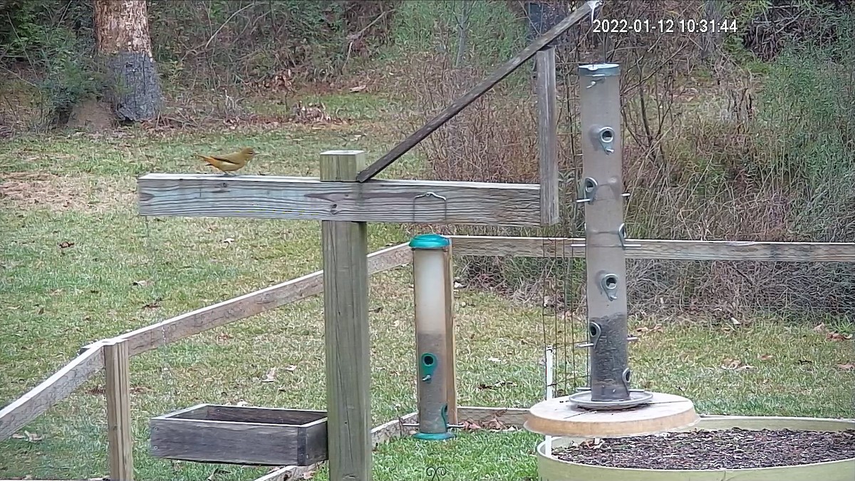 Summer Tanager - ML406840061