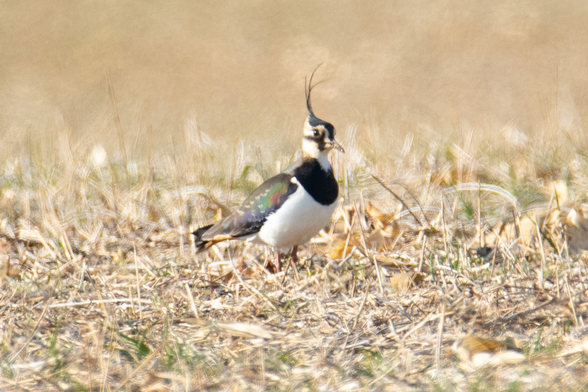 Northern Lapwing - Angelo DelloMargio