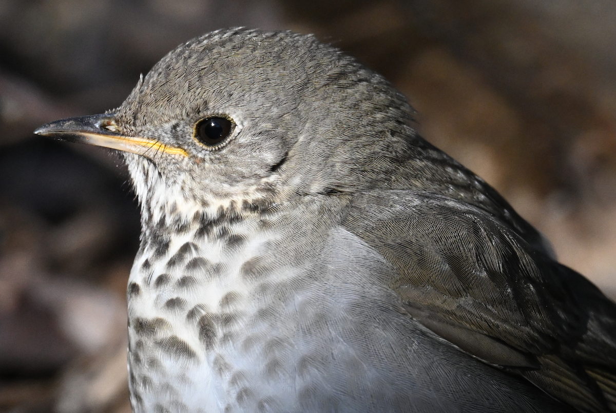 Gray-cheeked Thrush - ML406845081