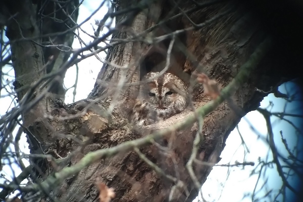 Tawny Owl - ML406845411