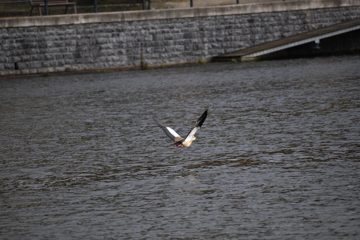 Egyptian Goose - ML406846231