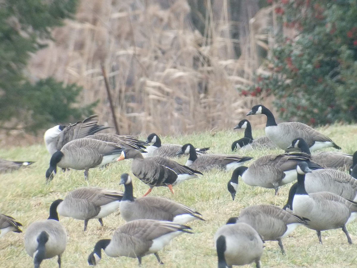 Greater White-fronted Goose - ML406846761