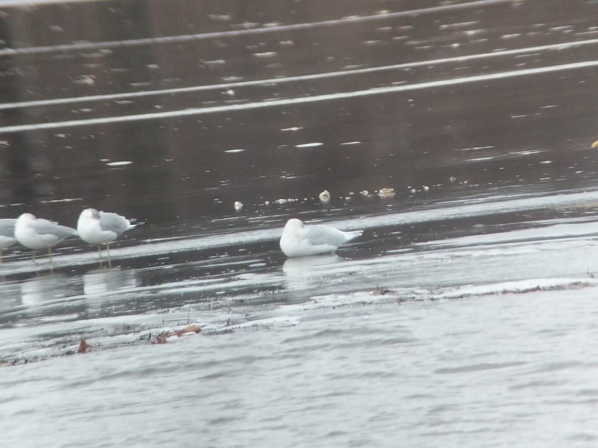 Iceland Gull - ML406846961