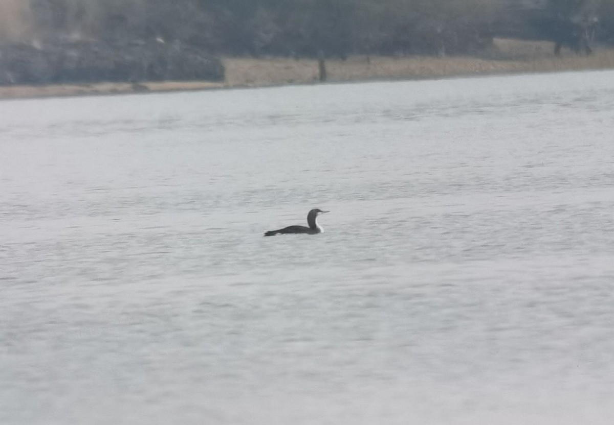 Arctic Loon - ML406847051