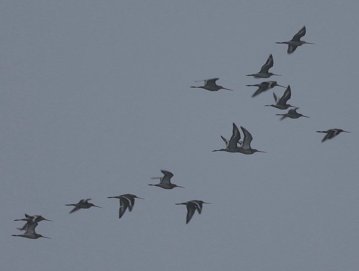 Black-tailed Godwit - ML406847091