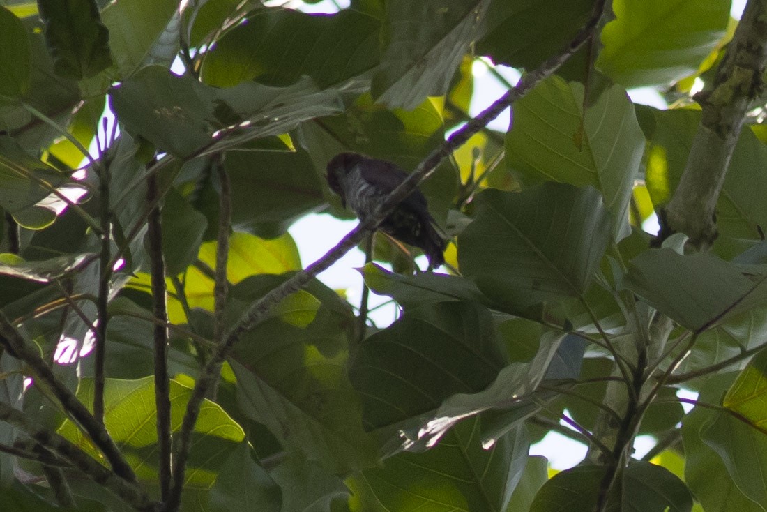 Violet Cuckoo - Michael Todd