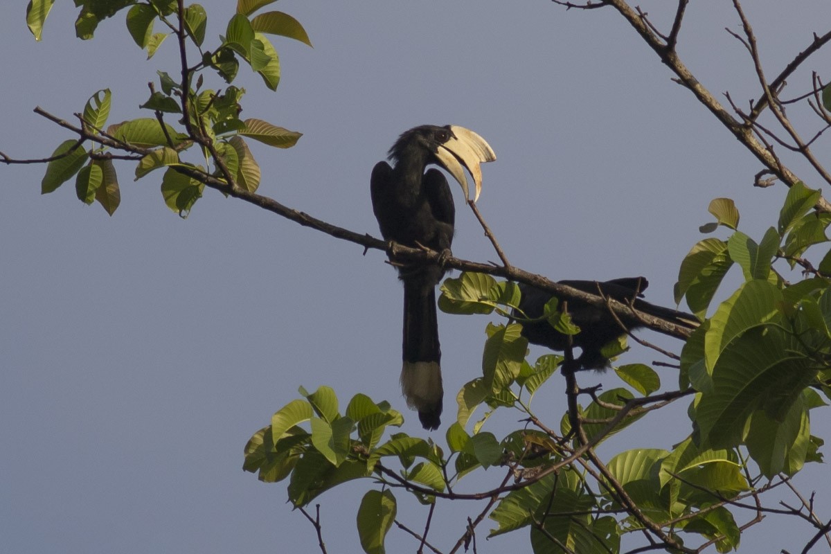 Птах-носоріг чорний - ML40684831