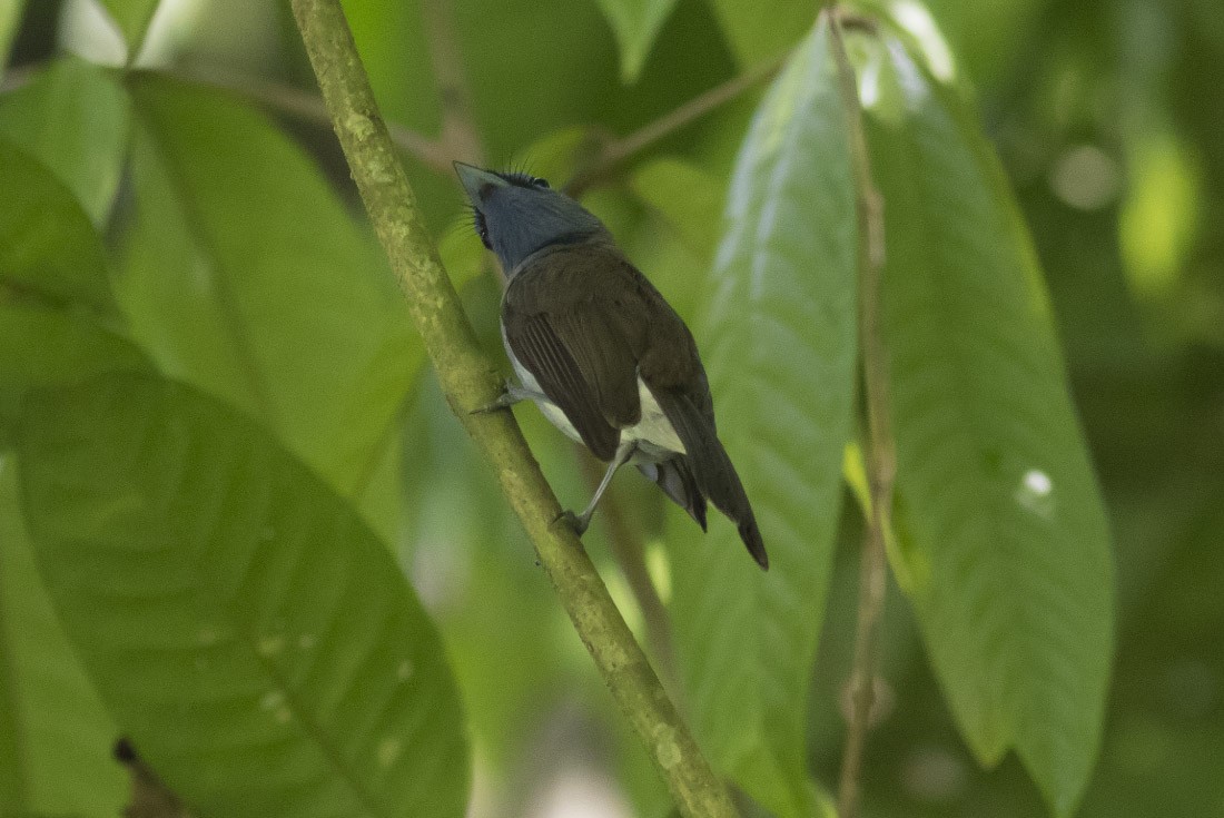 Black-naped Monarch - ML40684901