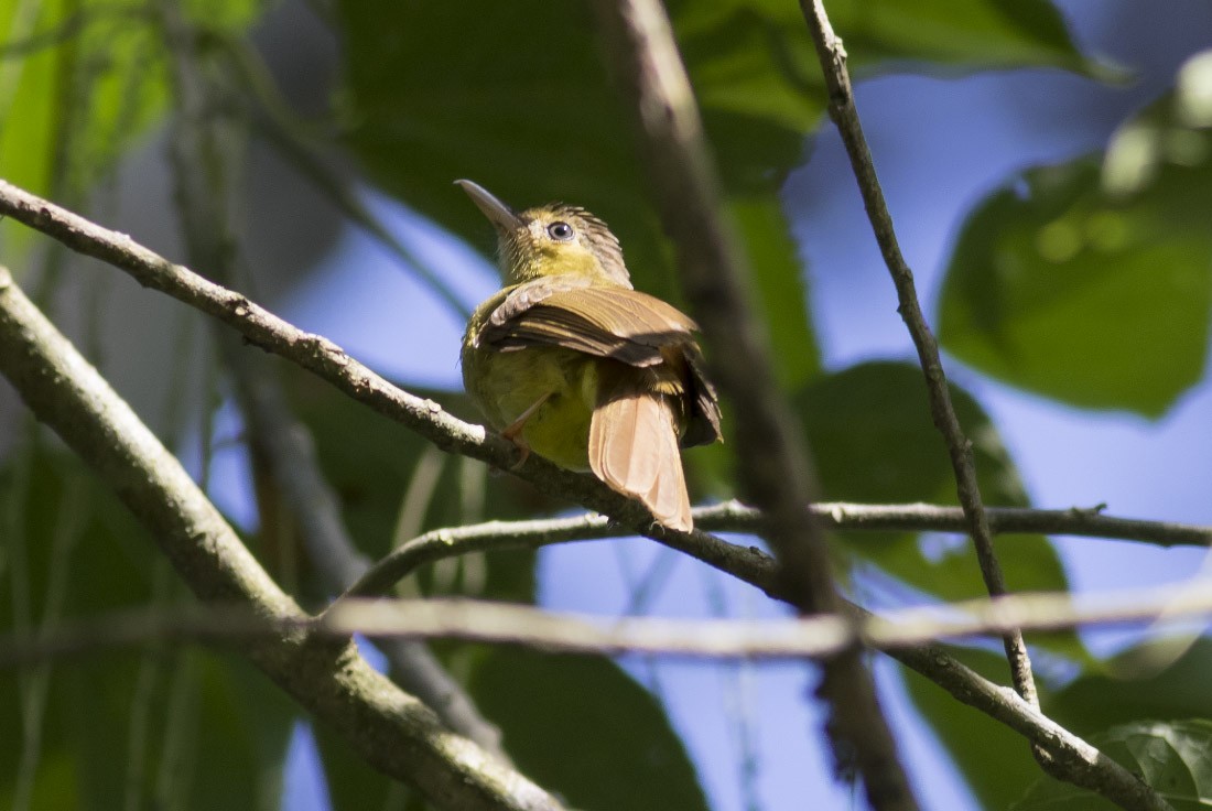 Hairy-backed Bulbul - ML40684951