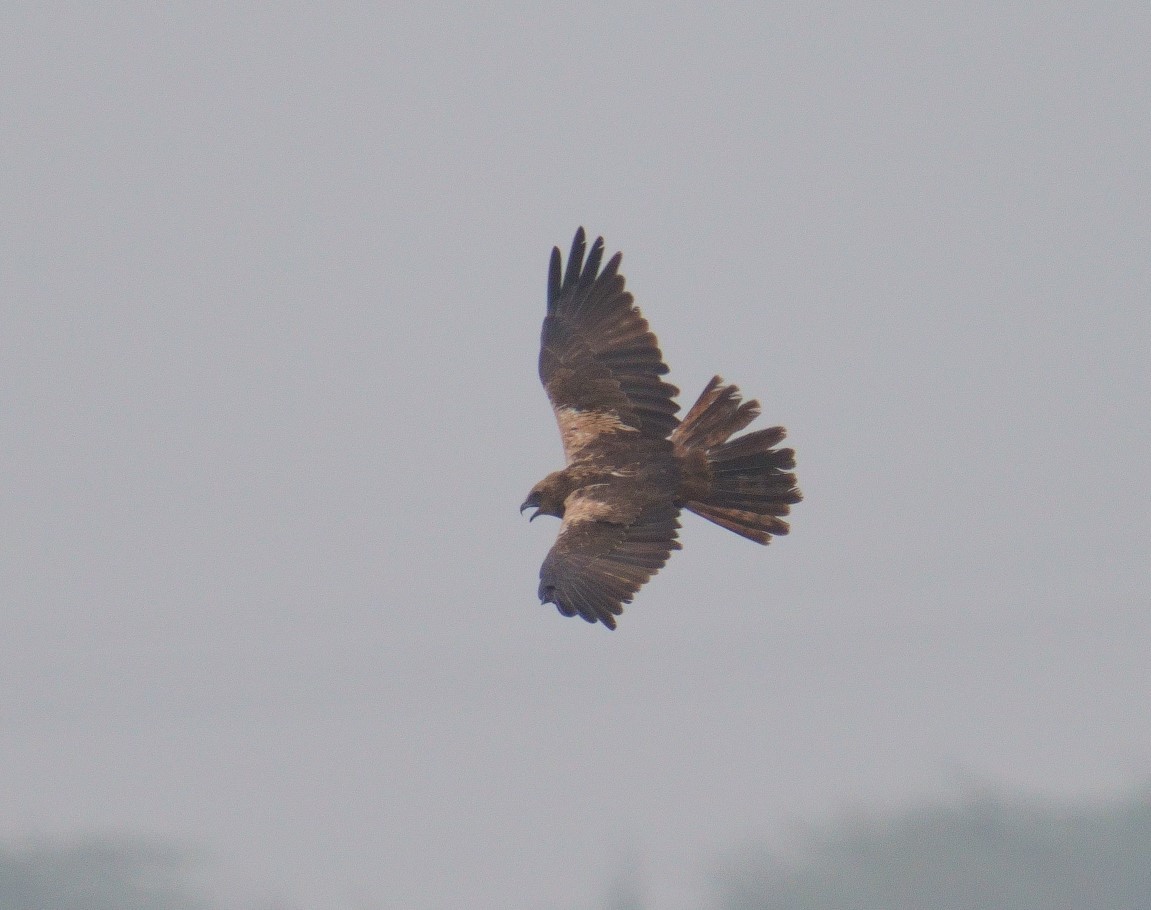 Western Marsh Harrier - Gopalakrishna R