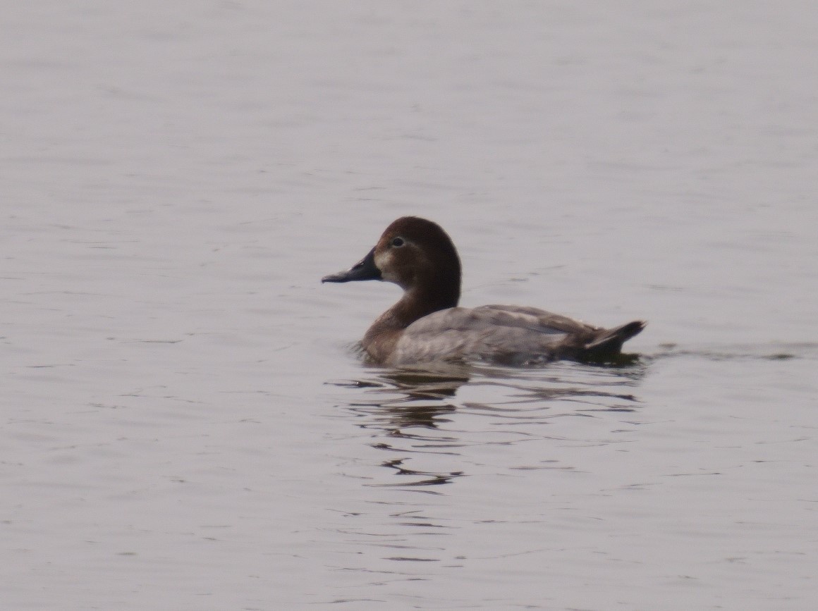 Common Pochard - ML406850071