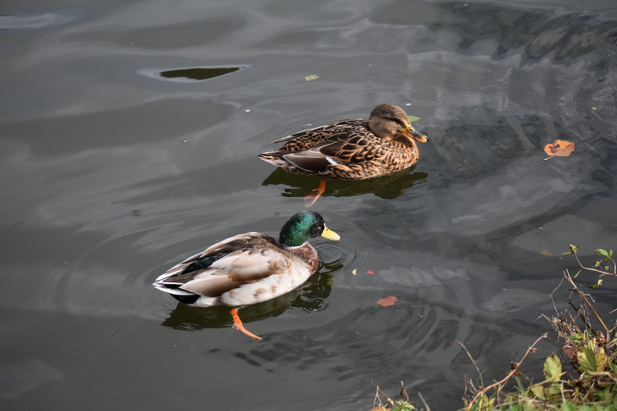 Mallard - Judy  Wilder