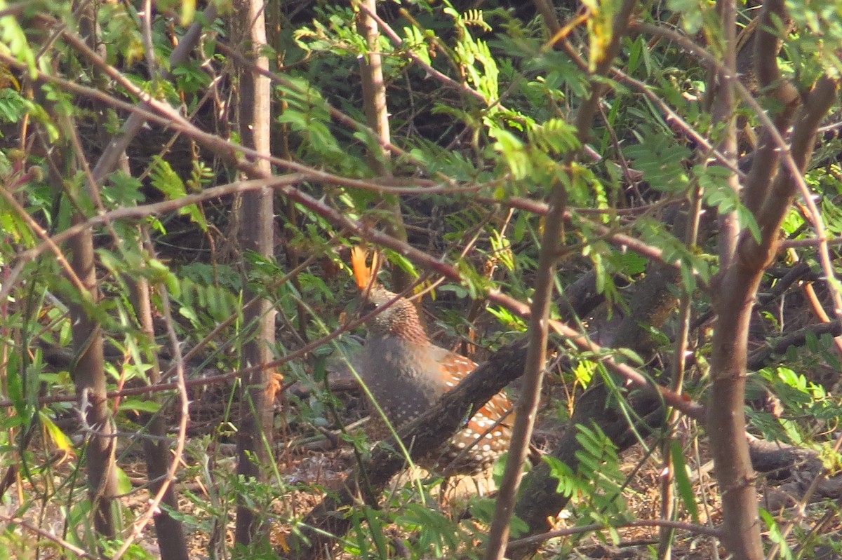 Elegant Quail - ML40685111