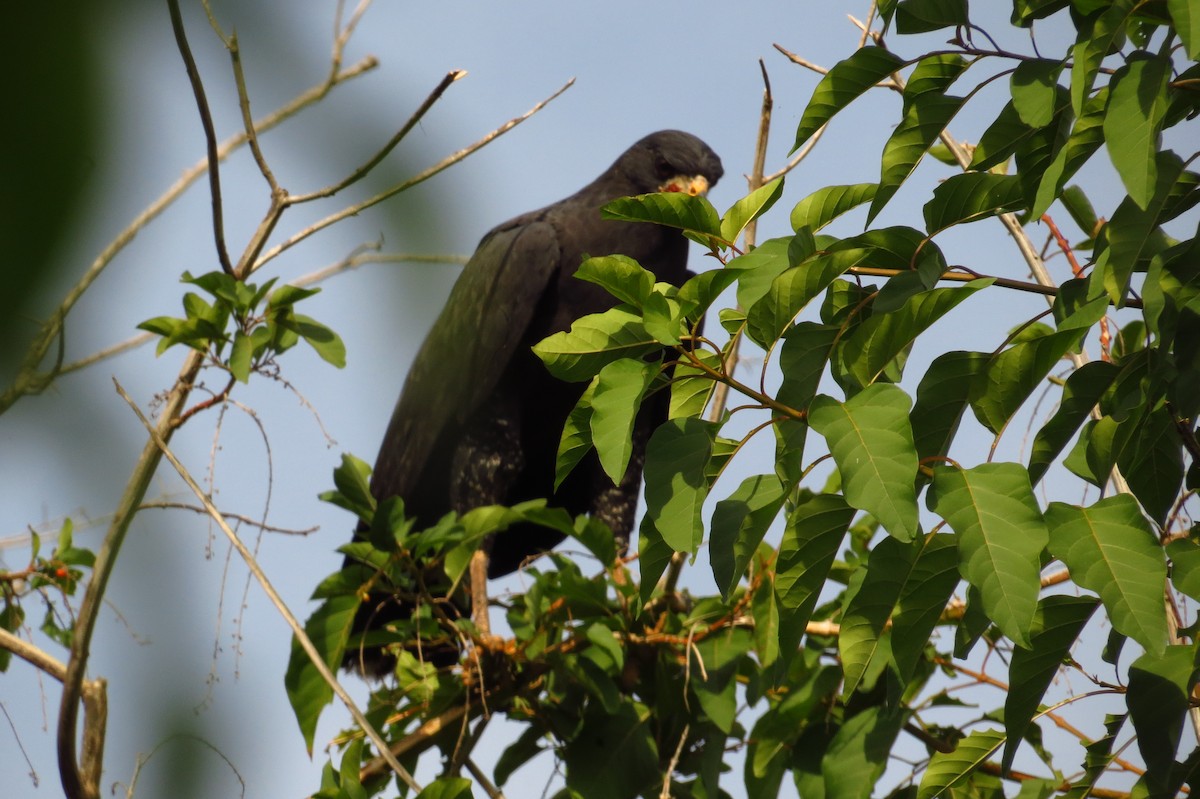 Great Black Hawk - ML40685131