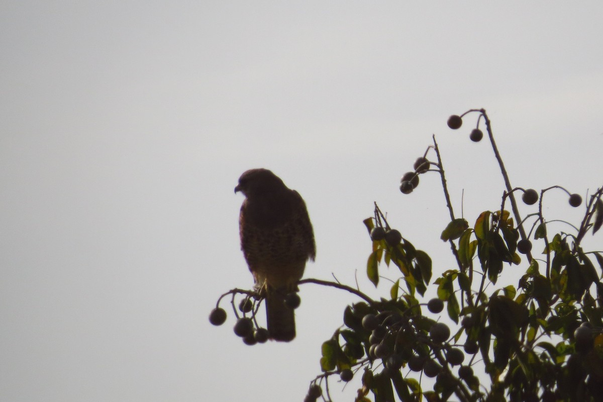 Swainson's Hawk - ML40685241