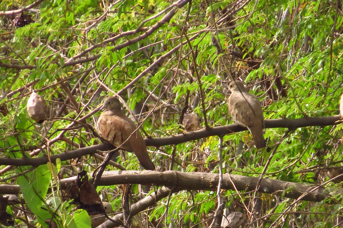 Ruddy Ground Dove - ML40685341