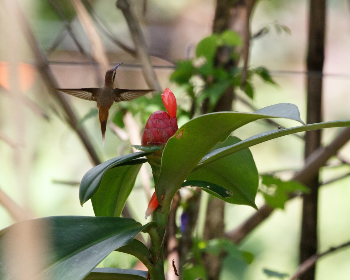 Рыжегорлый колибри-отшельник - ML406853811