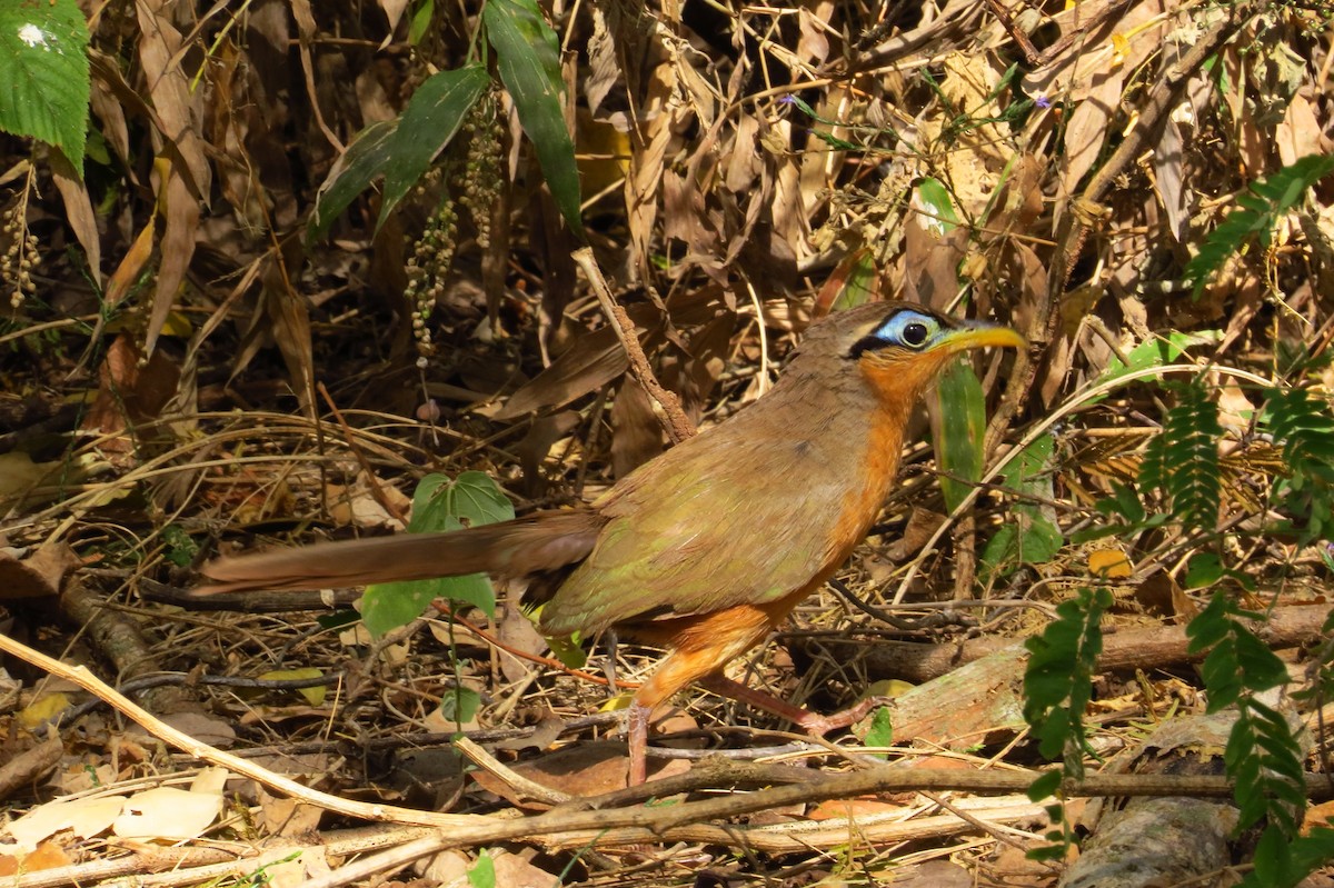 Lesser Ground-Cuckoo - ML40685401