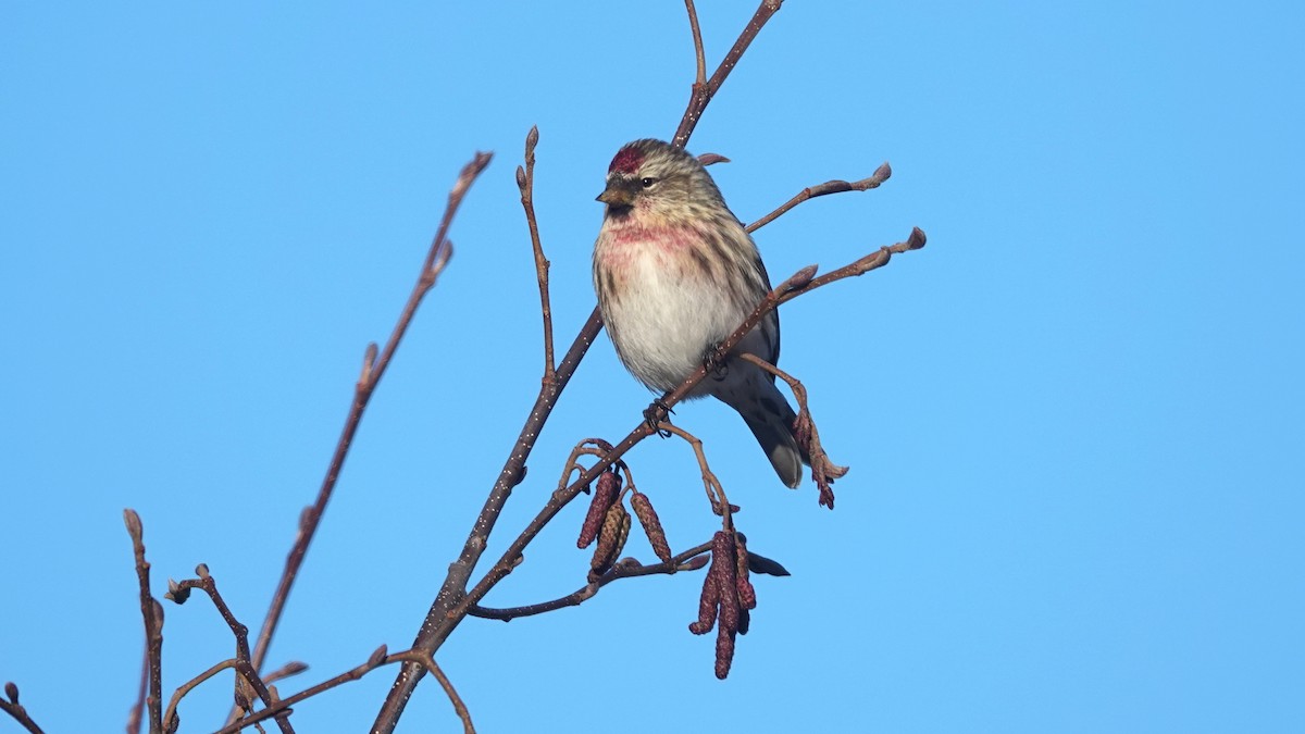 Redpoll (Common) - ML406854131