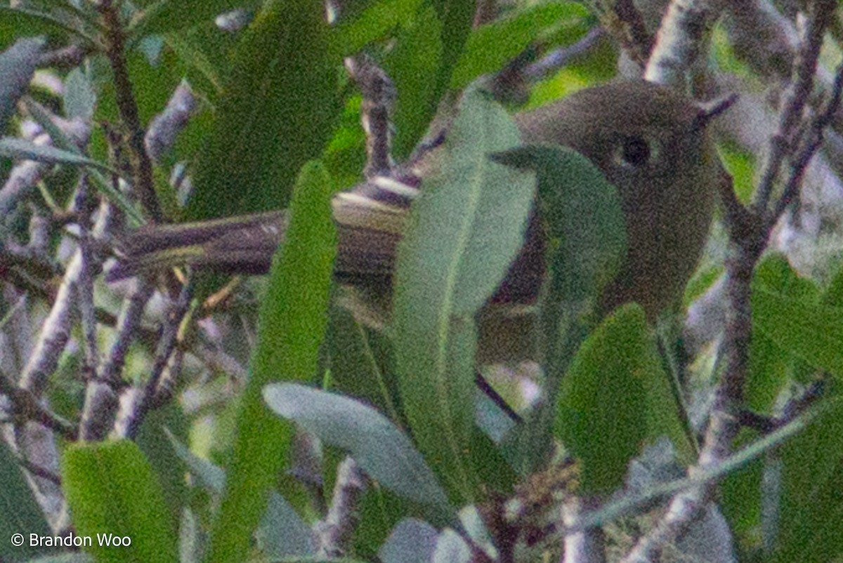 Roitelet à couronne rubis - ML406854381