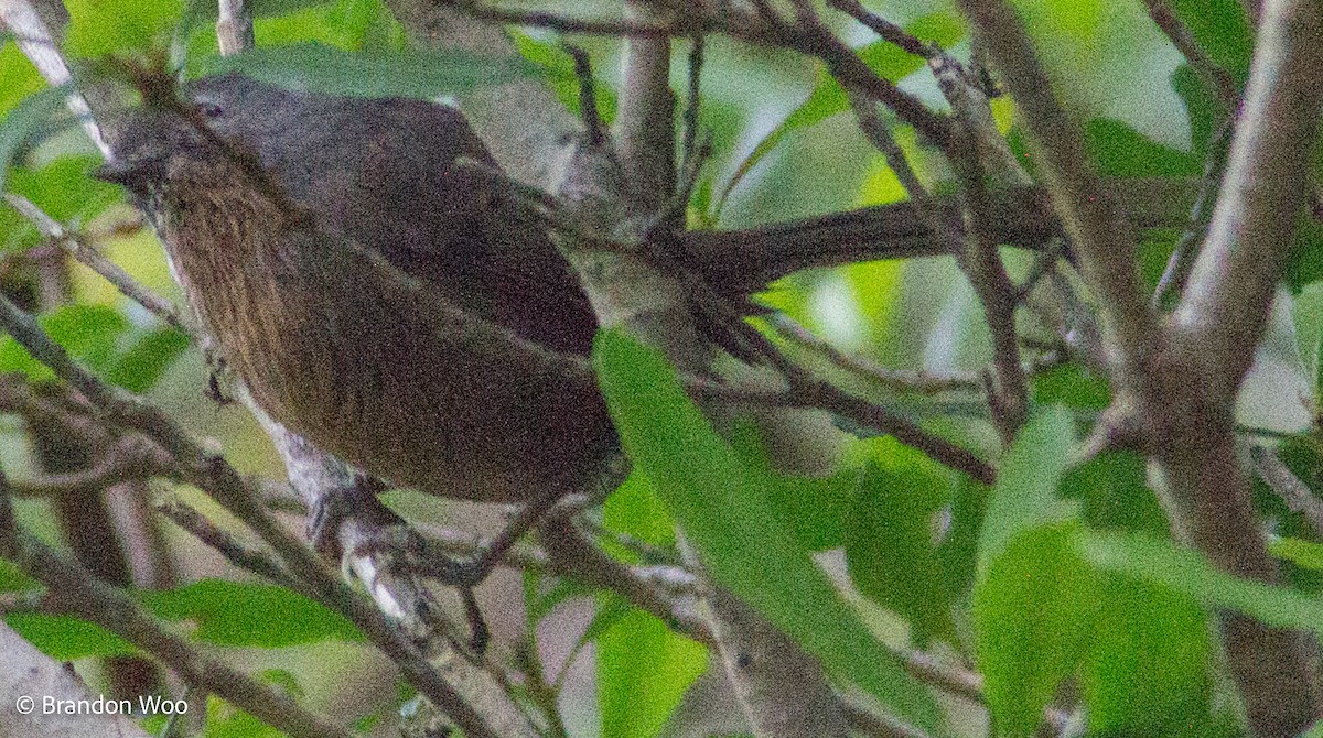 Wrentit - ML406854471