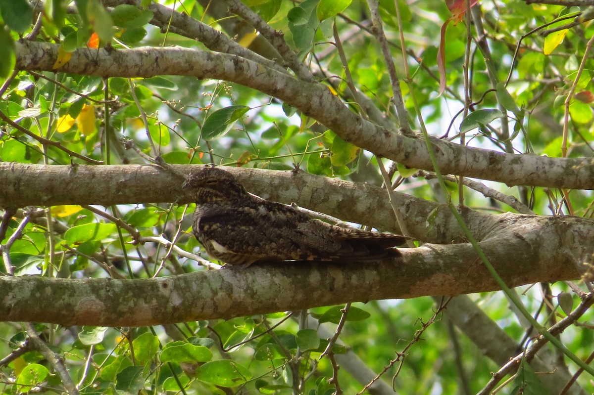 Lesser Nighthawk - ML40685451