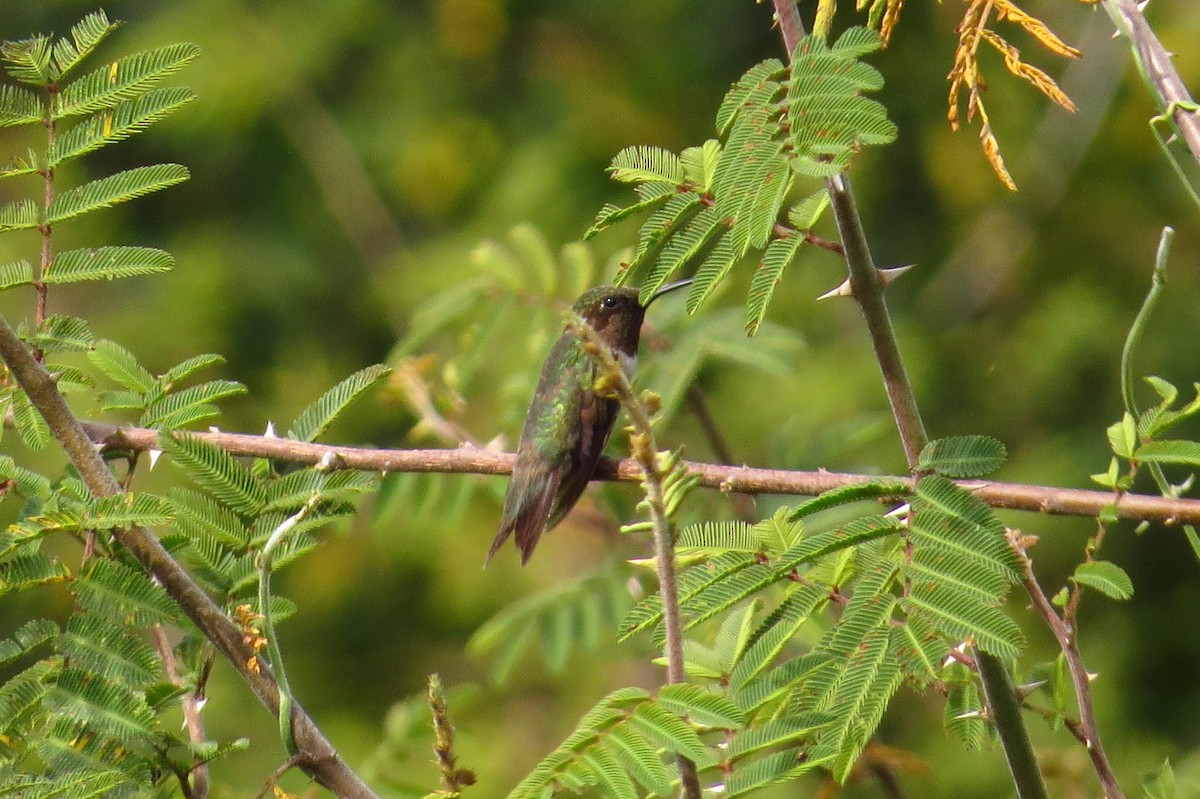 Ruby-throated Hummingbird - ML40685491